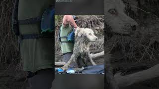 Guy Finds A Senior Dog Trapped Under A Log  The Dodo [upl. by Ado]