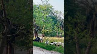 Goats love ❤️ livestockfarming animals goatfarming nature goatsfaming [upl. by Ateiram]