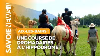 Une course de dromadaires à l’hippodrome d’AixlesBains [upl. by Kcub]