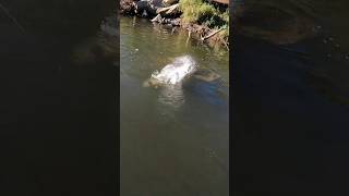 HUGE Fish DESTROYS my Lure fish fishing murraycod bigfish [upl. by Niliac723]