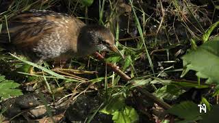 klein waterhoen close in beeld op bodem van sloot Budel 20200822 UHD 4K [upl. by Alik]