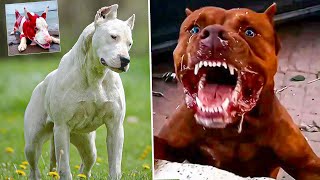 Top 10 Most Banned Dog Breeds in the World [upl. by Nnaeirrac]