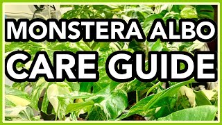 Monstera deliciosa ALBO Variegata COMPLETE Care Guide [upl. by Airb]