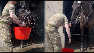 Kings Horse does this after Soldier gives him water [upl. by Sherie]