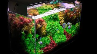 Planted Tank  My Basics for Successful Planted Aquarium Set Up [upl. by Kaya568]