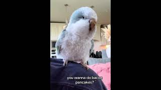 Ever seen a bird dance to the tune of Bacon Pancakes You wont believe your eyes and ears🤣 [upl. by Wayolle]