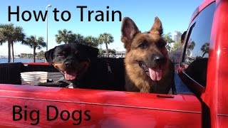 How to Train German Shepherds and Rottweilers [upl. by Yebloc]