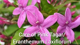 How to Grow and Care Shooting Stars Eranthemum Laxiflorum Pink Tagar Amethyst Star [upl. by Anabel]