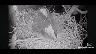 SWFL Bald Eagles Cam 2 11132024 0547 [upl. by Pavia]