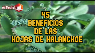 45 Beneficios de las Hojas de Kalanchoe [upl. by Ymrej335]