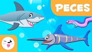 Los peces para niños  Animales vertebrados  Ciencias naturales para niños [upl. by Nocam]