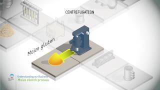 Maize starch process [upl. by Joab]