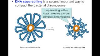 Ch12Part1 Prokaryotic DNAGyrase [upl. by Sheley]