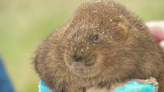 Bringing back water voles to the Lake District  summer 2023 [upl. by Giusto]