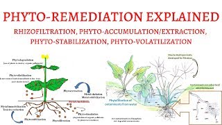 What is PhytoRemediation  Rhizofiltration PhytoExtractionVolatilizationStabilization [upl. by Cocke]