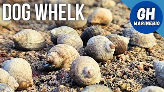 Species Spotlight  Dog whelk Nucella lapillus [upl. by Nylorac779]