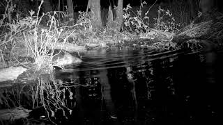 Beaver cutting down a tree for the dam [upl. by Xylina]