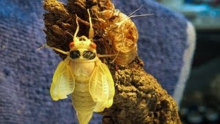 17 Year Cicadas Hatching Timelapse [upl. by Eloken570]