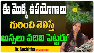 పిచ్చికుసుమ ఉపయోగాలు  pichi kusuma beauty tips  argemone mexicana in telugu  Health Tree [upl. by Arbuckle]