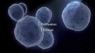 The MAPK Signaling Pathway [upl. by Chenay]