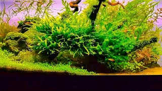 40 Gallon Aquascape Nature Aquarium  Aquascaping [upl. by Helge]