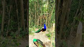 See how the man caught the peacock from behind the bamboo vfx peacock shorts wildlife animals [upl. by Martell]