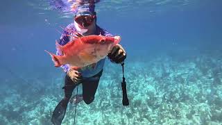 Spearfishing Florida [upl. by Benn471]