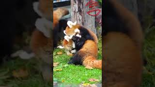 Les Pandas Fous  Moments de Folie  🐼🎉 Pandas Animaux Humour VidéoDrôle Shorts AnimalLovers [upl. by Eisdnyl52]