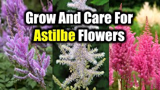 How To Grow And Care For Astilbe Flowers [upl. by Fortin]