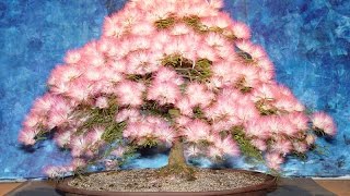 BONSAI PARA INICIANTES  CALLIANDRA  42 [upl. by Lladnik]