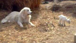 Ralph our Great Pyrenees taking care of his goats [upl. by Stanfield386]