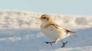 snow bunting passerine bird  Arctic specialist Ellesmere Island Iceland Greenland Siberia [upl. by Gans]