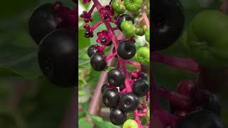 American Pokeberry just in time for migrating birds [upl. by Atinav]