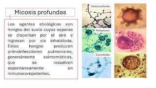 Generalidades de Micología [upl. by Eniawtna]