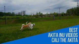 Akita Inu and Argentinian Mastiff Playtime Japanese Akita 秋田犬 [upl. by Novy757]