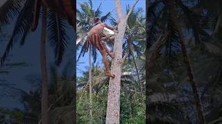 Super fast climbing tree shorts climbing treeclimbing trending shortsfeed indiatopindia [upl. by Ziza]