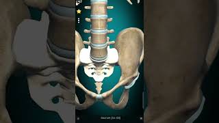 The Lumbar Vertebrae and the Hip bones shorts [upl. by Veriee]