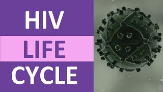 HIV Life Cycle Stages Steps Explained [upl. by Thayne]