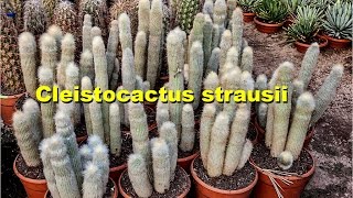 How to repot amp grow cleistocactus strausii [upl. by Lula]