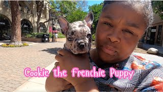 First day with my Frenchie Puppy frenchies cutepet puppy cutepuppy cute [upl. by Pablo]