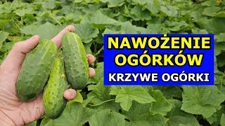 Nawożenie Ogórków w Lipcu Niedobory Pokarmowe Powodują Krzywe Ogórki Czym Nawozić Ogórki gruntowe [upl. by Cohlier]