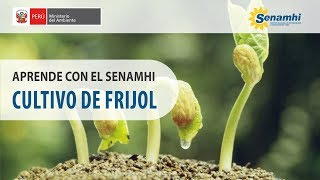 Aprende con el SENAMHI  Cultivo de Frijol [upl. by Basilio]