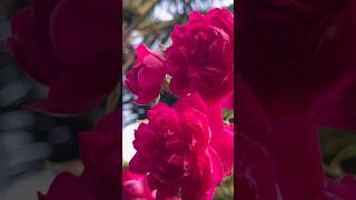 So romantic climbing roses 🥀  Home Gardening  rose gardening flowers youtubeshorts [upl. by Attekahs]