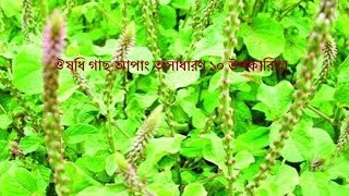 ঔষধি গাছ আপাং এর অসাধারণ ১০ উপকারিতাApang Ar Upokaritaআপাং এর উপকারিতা [upl. by Rogovy]