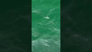 Bonnethead Shark searches for food at the surface just beyond the near shore reef [upl. by Vinaya]