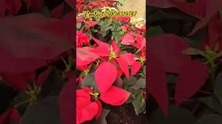 poinsettiamukherjeehorticulturalfirm [upl. by Yordan]