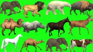 Jungle animals size comparison  Animal animation  Animals stampede [upl. by Gent]