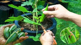 How to Grow Care And Harvesting Okra in Pots  Grow Vegetable At Home  Gardening Tips [upl. by Avir]