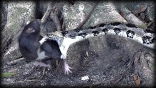 Canebrake Rattlesnake vs Rat 03  Dangerous Animals in Slow Motion  Music [upl. by Fagaly685]