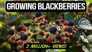 Growing Blackberries in Containers The Complete Guide [upl. by Nivan69]